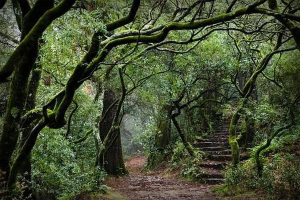 Terra Cha Cottage,Feel Home, São Vicente エクステリア 写真